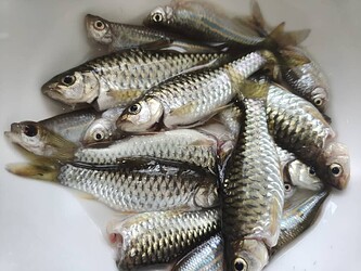 02_siang ikan